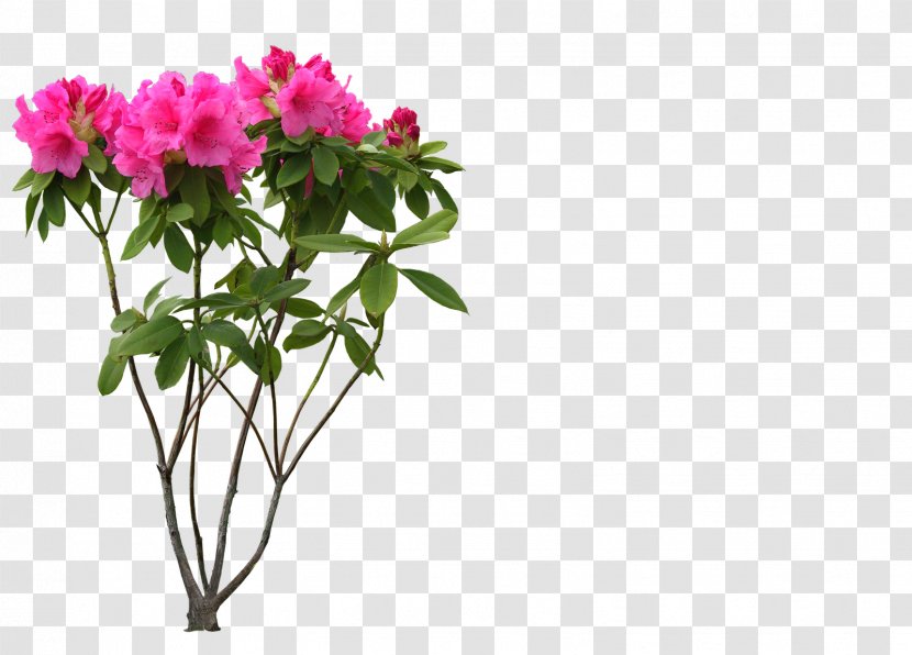 Flower Layers Desktop Wallpaper - Annual Plant - Free Transparent PNG