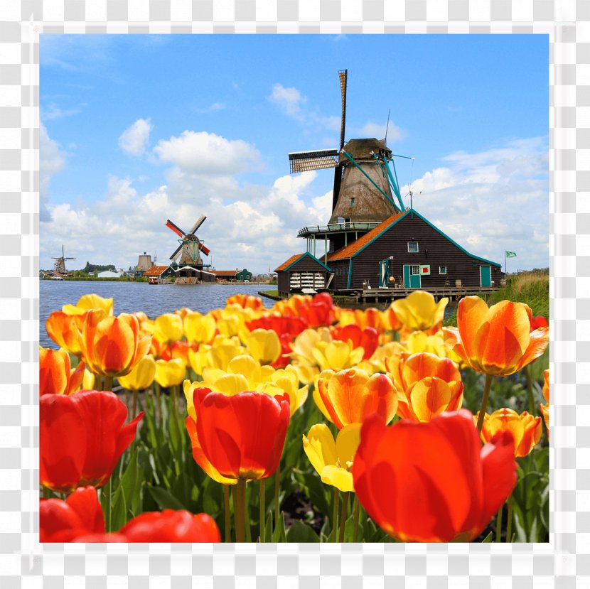 Keukenhof Zaanse Schans Windmill Madurodam Stock Photography - Plant - Pjs Flowers Events Transparent PNG