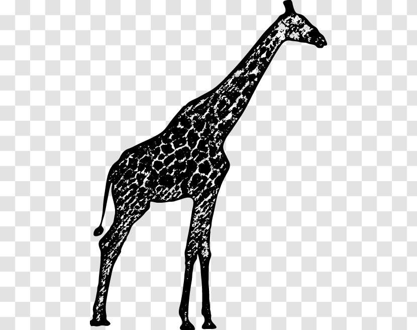 Black And White Northern Giraffe Drawing - Monochrome Transparent PNG