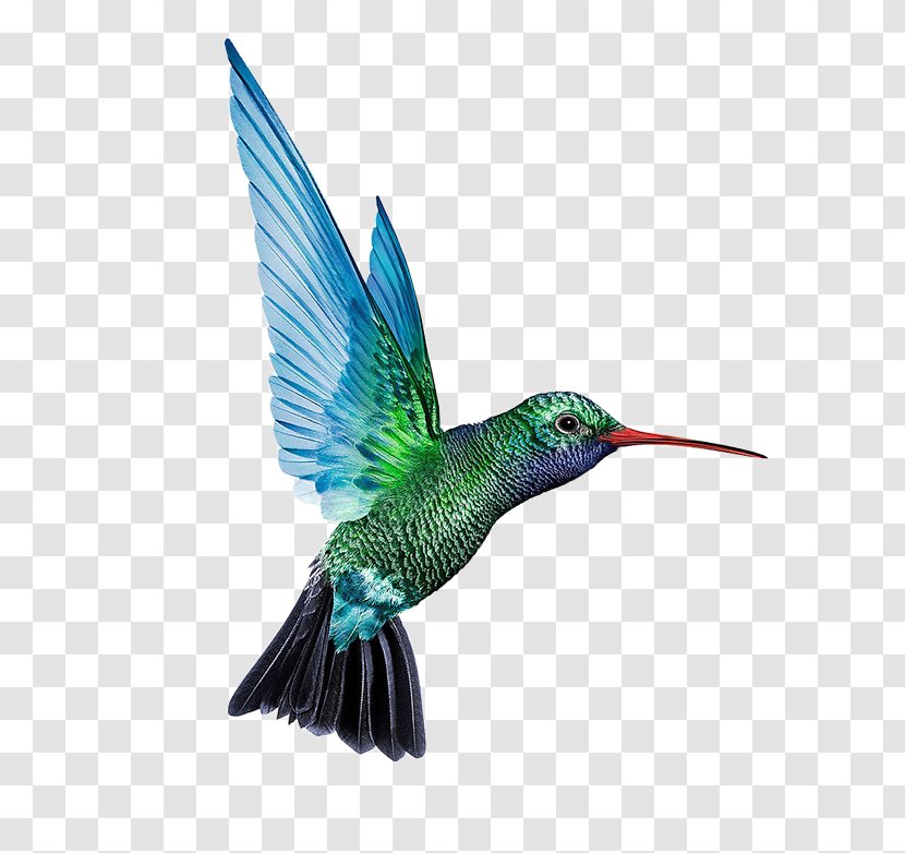 Denmark Battery Charger Baterie Externu0103 Solar Cell - Organism - Blue And Green Food Hummingbirds Transparent PNG