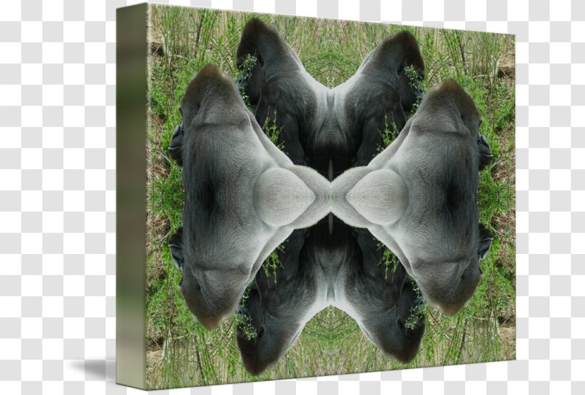 Gorilla Fur Snout Animal - Great Ape Transparent PNG
