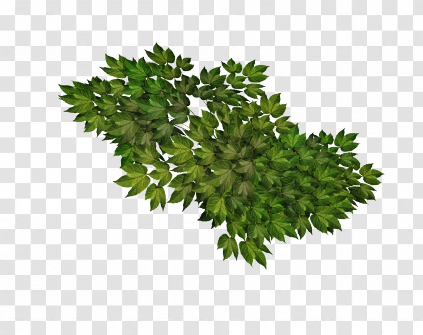 Parsley Savory Visual Arts Clip Art - Tree - Leaf Vegetable Transparent PNG