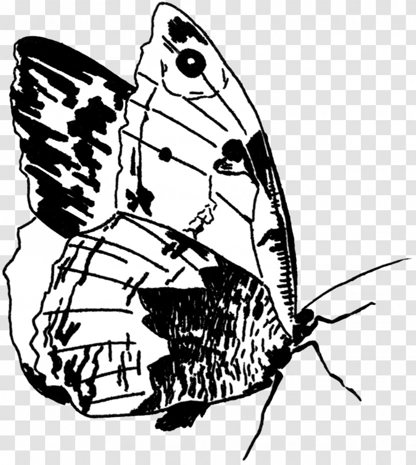 Brush-footed Butterflies Butterfly Insect Drawing Clip Art - Brushfooted - Fairy Transparent PNG