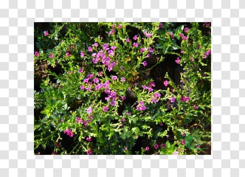 Vervain Subshrub Annual Plant Вербена М - билкова аптекаBellandris Rehner Garden Center Transparent PNG