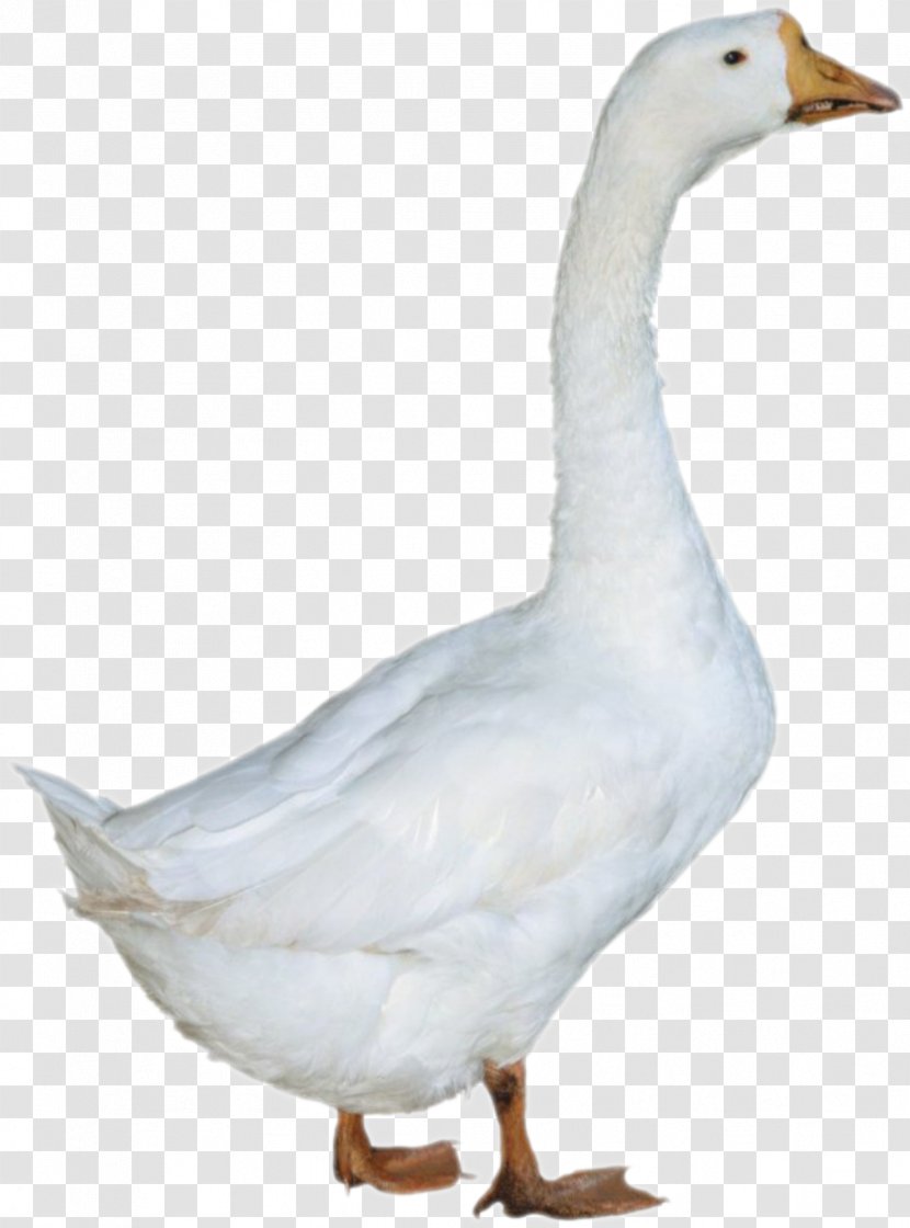 Duck American Pekin - Swan - Goose Transparent PNG