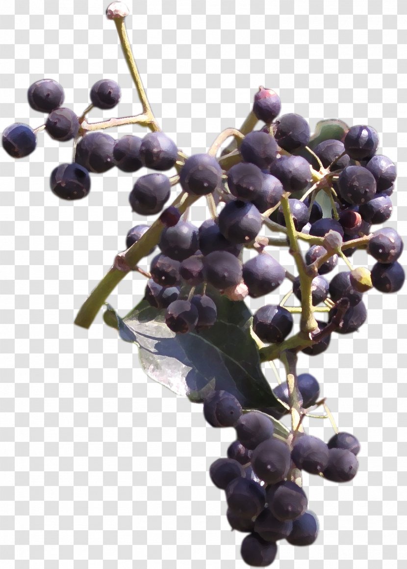Grape Blueberry Frutti Di Bosco Bilberry - Juniper Berry - Beautiful Hand-painted Fruit Branch Transparent PNG