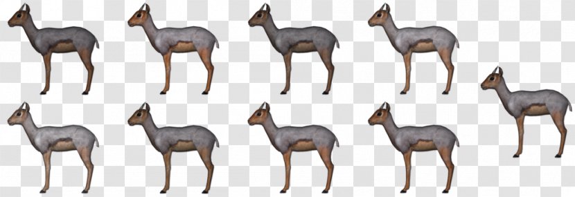 Deer Antelope Terrestrial Animal Wildlife - Goat Transparent PNG