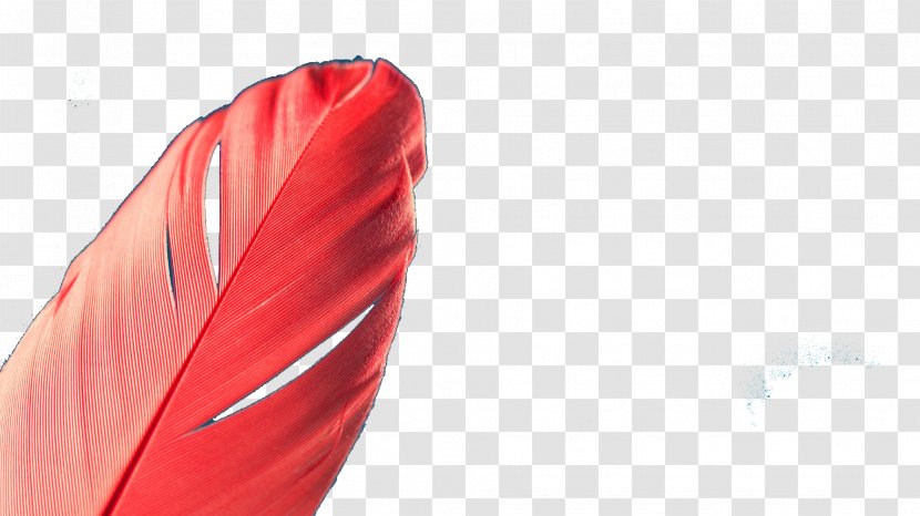 Red Feather Quill - Pregnancy - Feathers Transparent PNG
