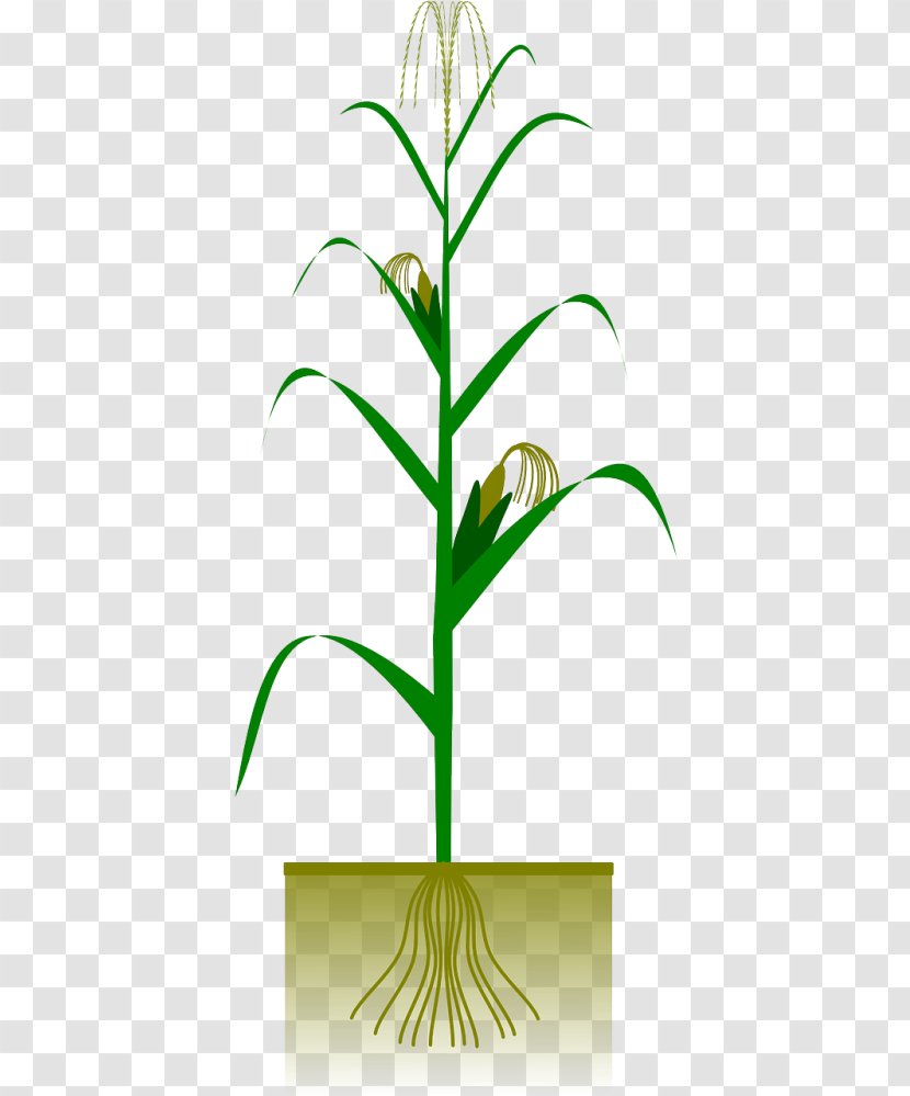 Drawing Of Family - Plant Stem - Houseplant Pedicel Transparent PNG