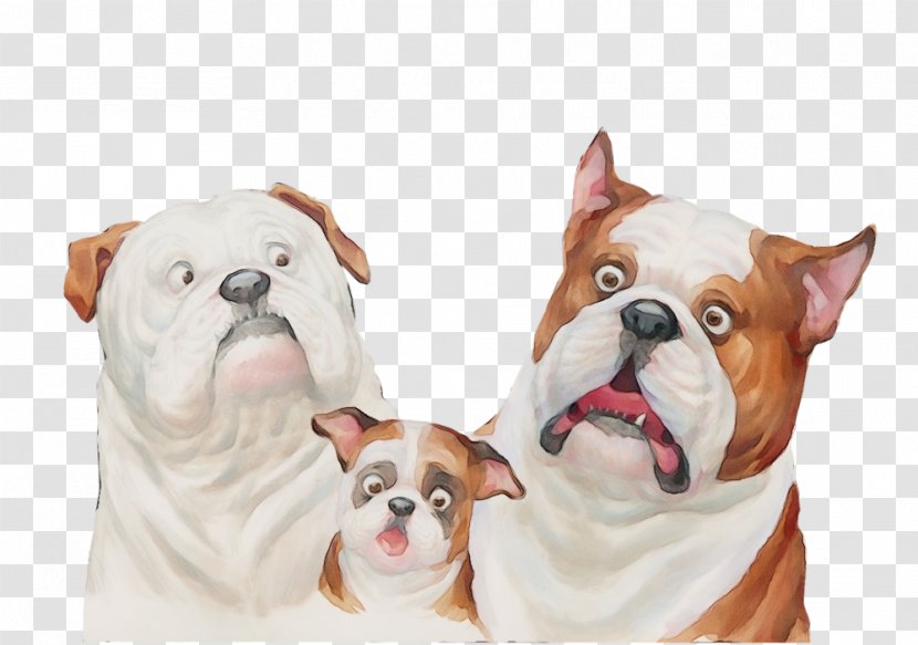 Bulldog - Wet Ink - Boxer White English Transparent PNG