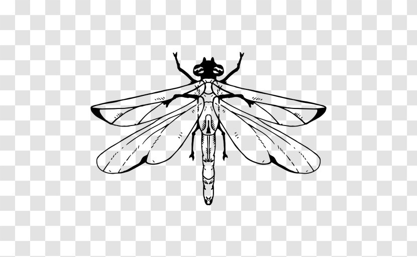 Drawing Graphic Design - Art - Dragonfly Transparent PNG