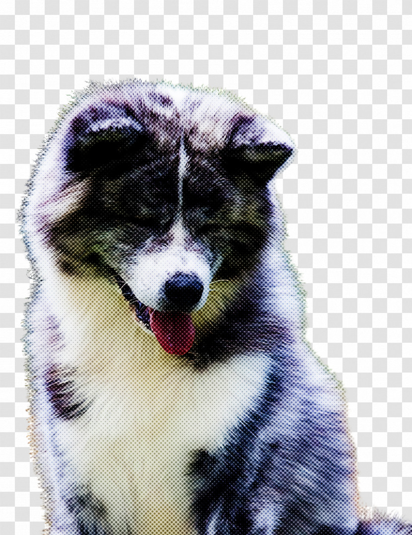 Dog Akita Alaskan Malamute Canadian Eskimo Dog Siberian Husky Transparent PNG