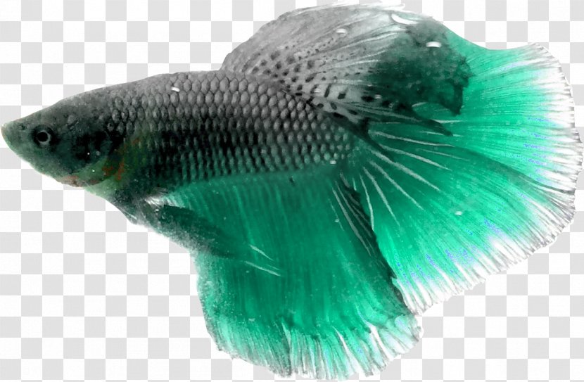 Fish Turquoise Tail .cf Transparent PNG