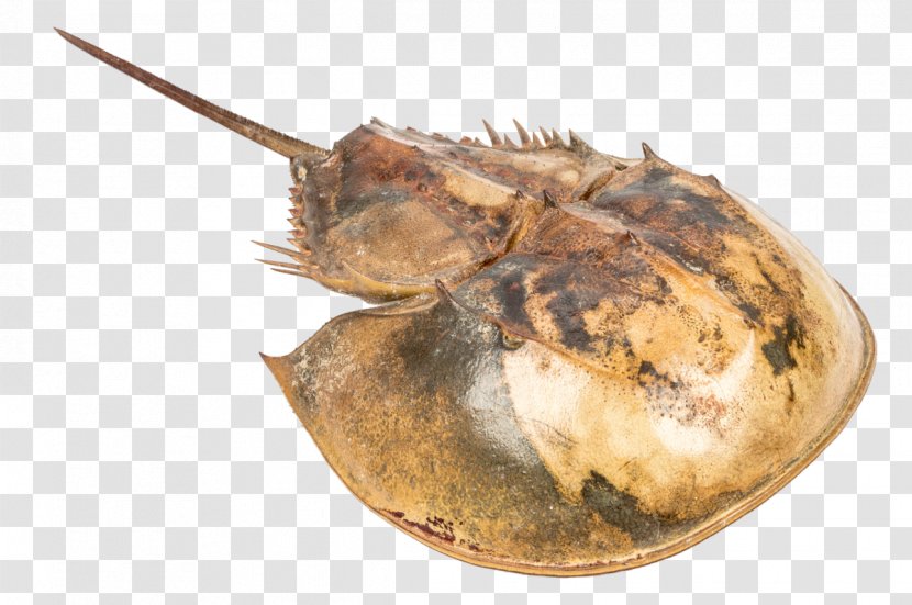 Atlantic Horseshoe Crab Seashell Pentaster Obtusatus Atrina Vexillum - Decapoda - Gross Transparent PNG