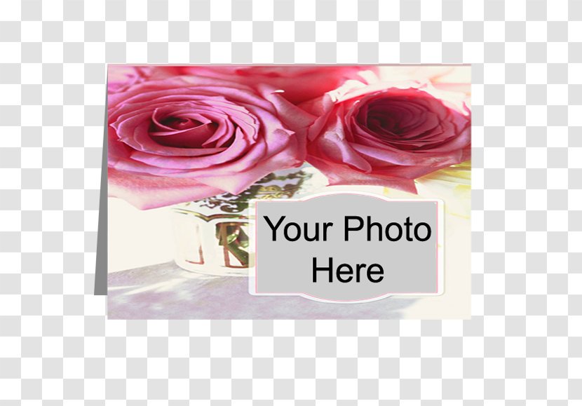 Garden Roses Cut Flowers Printing Floral Design - Petal - Flower Transparent PNG