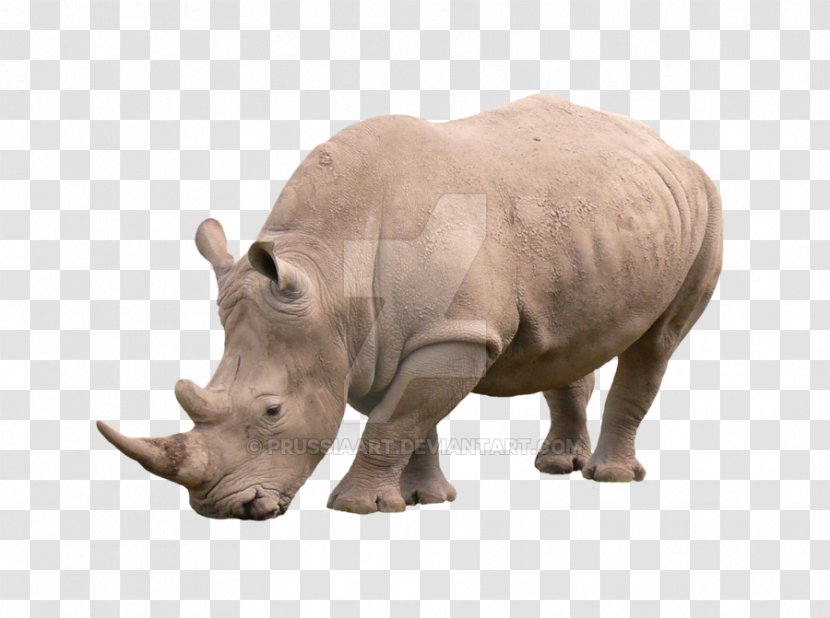 Rhinoceros African Rhino Animal Mammal - Wildlife - White Transparent PNG