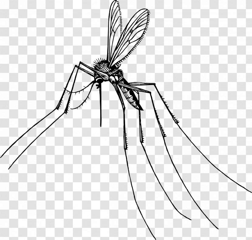 Mosquito Insect Gnat Pest Clip Art - Point Transparent PNG
