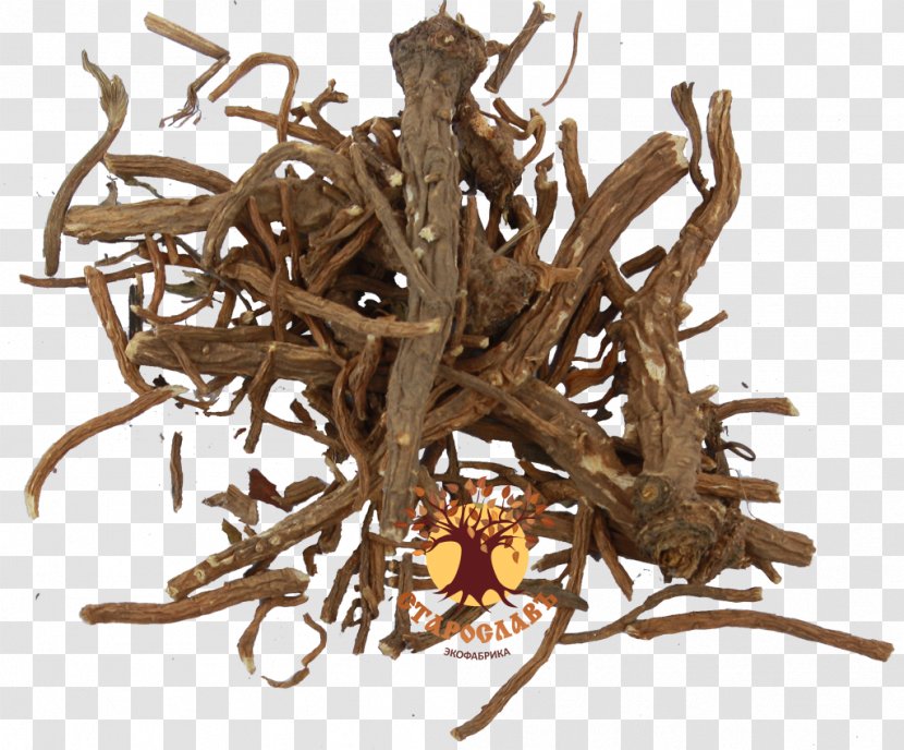 Lovage Root Medicinal Plants Herb - Jacobs Ladder Transparent PNG