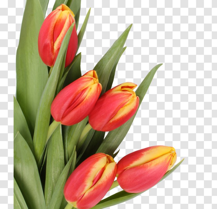 Mother's Day Flower Bouquet Tulip - Lily Family Transparent PNG