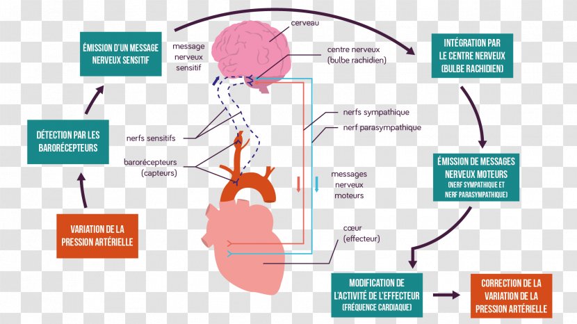 Presio Arterial Choix Des Boucles De Régulation Control Engineering Pressure Aldosterone - System - Hypertension Transparent PNG