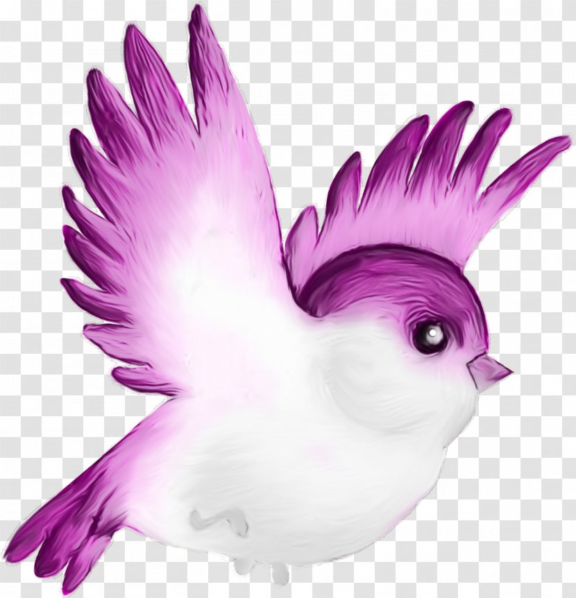 Feather - Bird - Parrot Rock Dove Transparent PNG