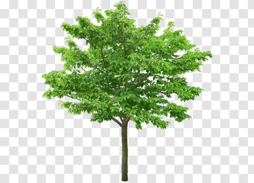 Stock Photography Tree Royalty-free Clip Art - Plant Transparent PNG