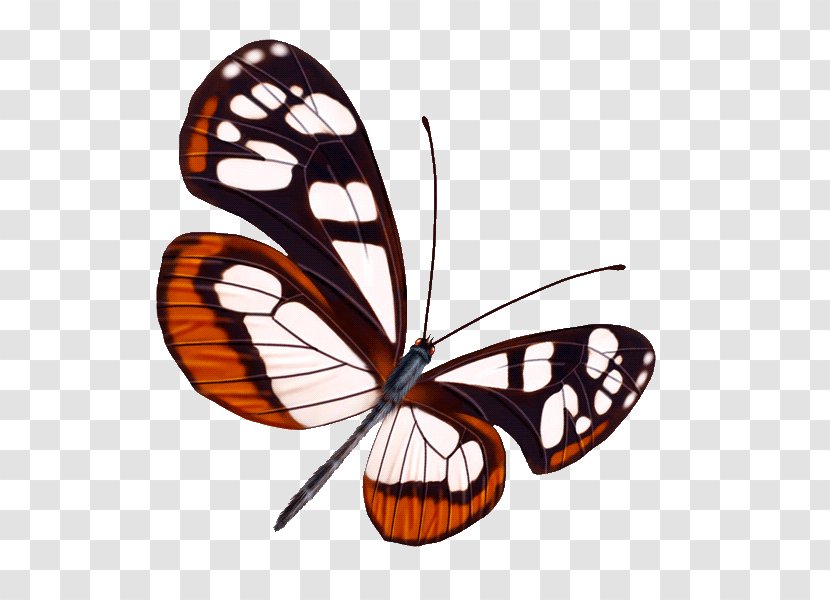 Butterfly Greta Oto - Arthropod Transparent PNG