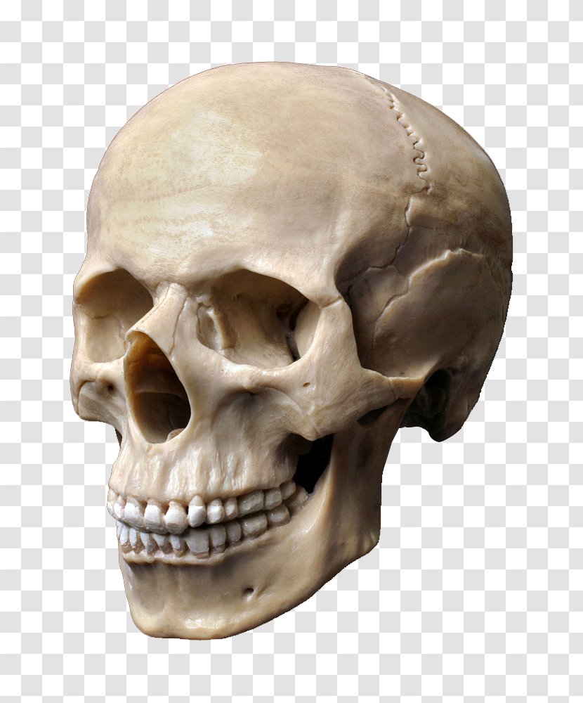 Human Skull Stock Photography Skeleton Head - Depositphotos Transparent PNG