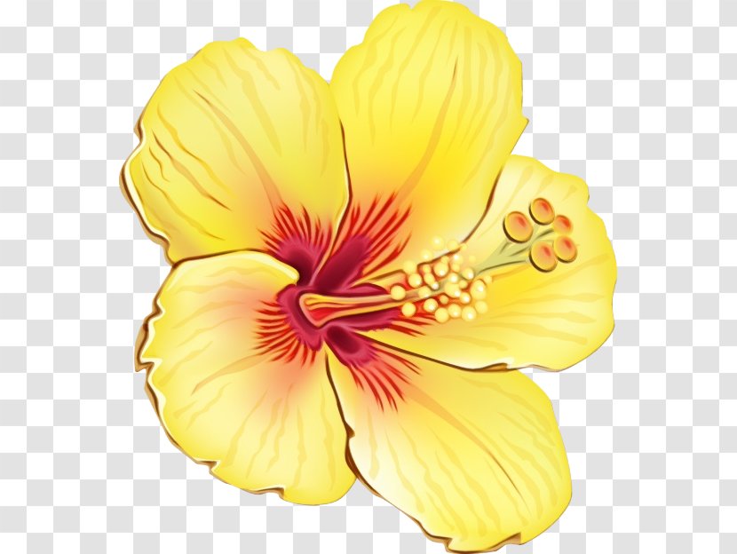 Flowering Plant Flower Petal Yellow Hibiscus - Mallow Family Transparent PNG