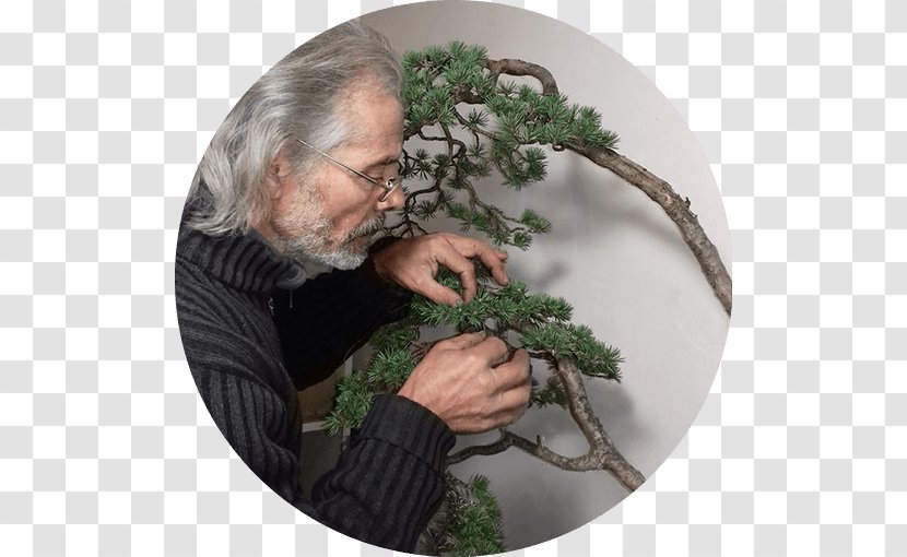 Mistral Bonsai Tree Salon Jean Raymond 8 De Octubre Avenue Transparent PNG