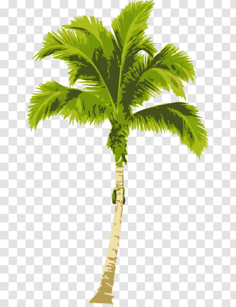 Arecaceae Clip Art - Coconut - Tree Transparent PNG