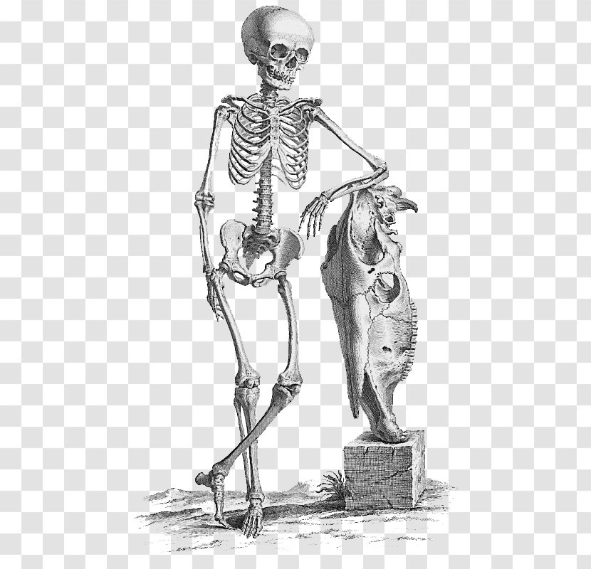 Surgery Anatomy Medicine Bone Human Skeleton - Watercolor - Halloween File Transparent PNG