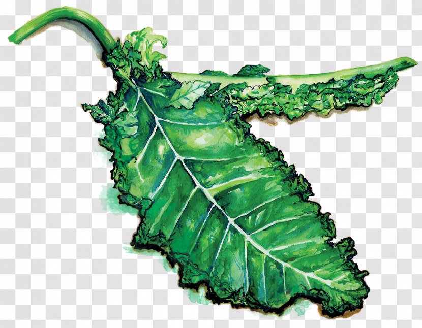 Lacinato Kale Vegetable Food Brassica Oleracea Eating - Leaf Transparent PNG