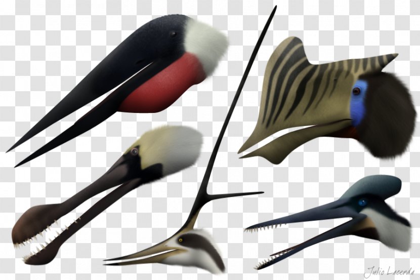 Rhamphorhynchus Anurognathus Quetzalcoatlus Thalassodromeus Hatzegopteryx - Pterodactyloidea - Dinosaur Transparent PNG