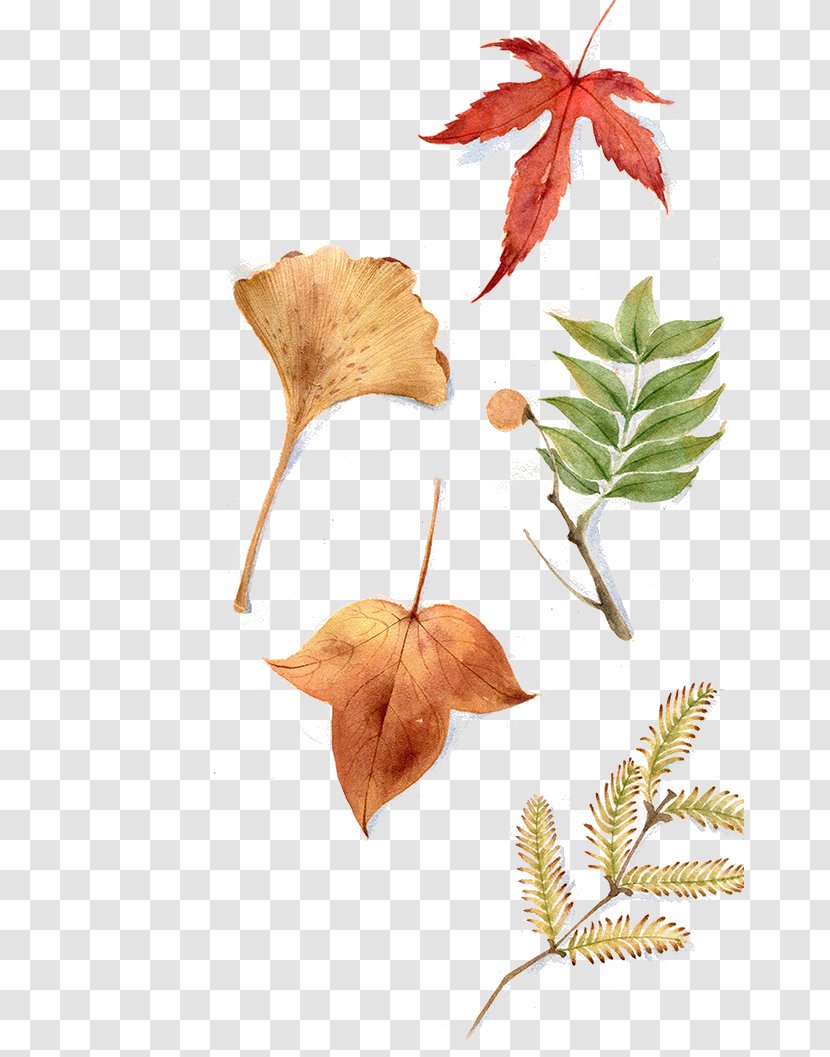 Maple Leaf - Ginkgo Biloba - Autumn Leaves Transparent PNG