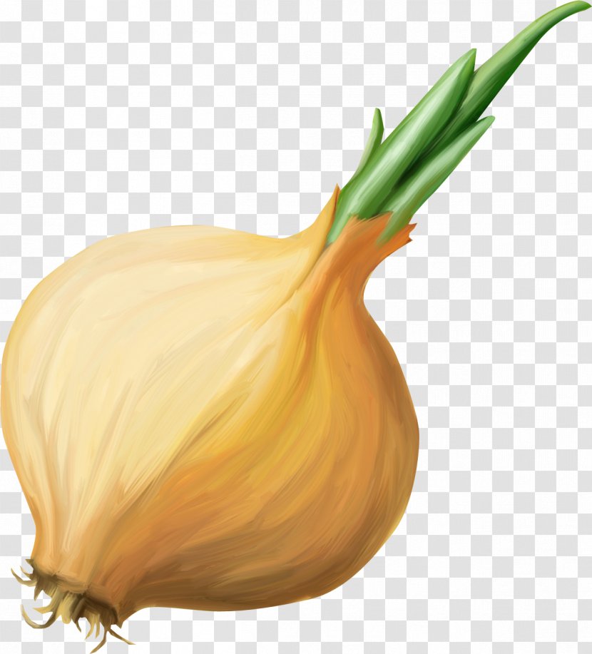 Yellow Onion Elephant Garlic Shallot Vegetable - Cucurbita - 300 Transparent PNG