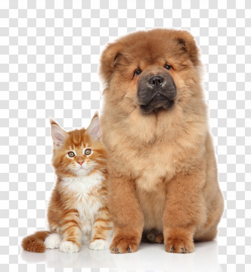 Chow Kitten Puppy Cat - Snout - Pet Dog Transparent PNG