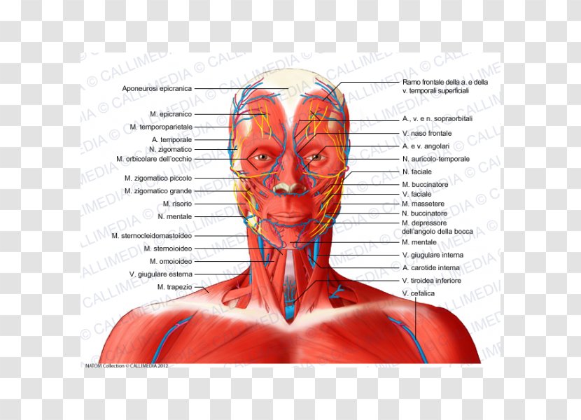 Anterior Triangle Of The Neck Head And Anatomy Posterior Muscle - Heart - Silhouette Transparent PNG