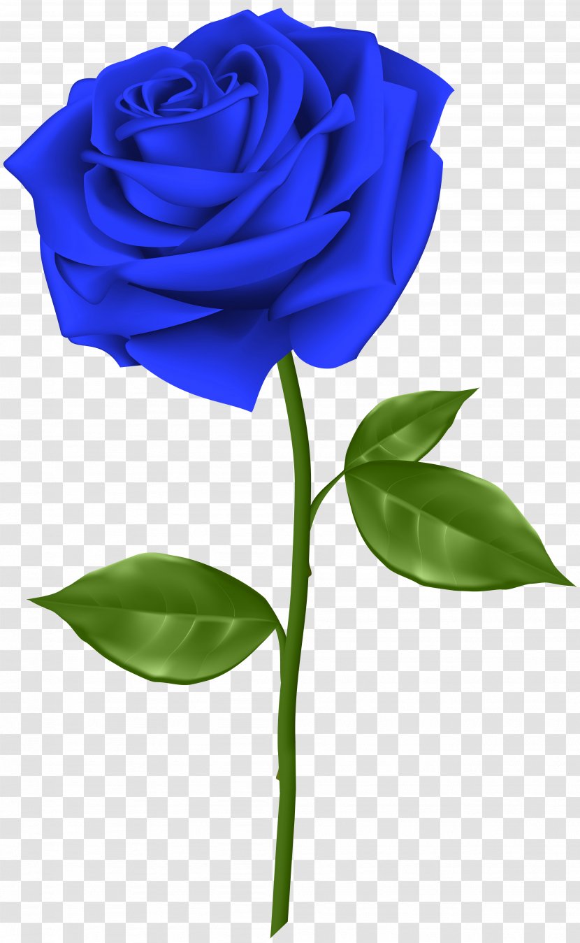 Blue Rose Flower Clip Art - Cut Flowers - Transparent Transparent PNG