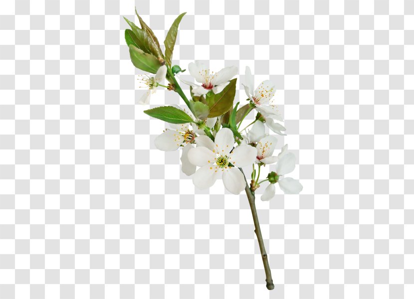 Flower White Pear Leaf - A Transparent PNG