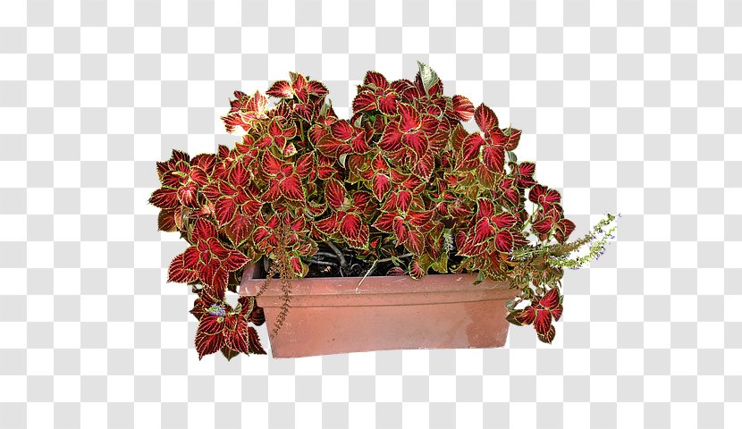 Solenostemon Coleus Houseplant Plectranthus Scutellarioides Plants - Herb Transparent PNG