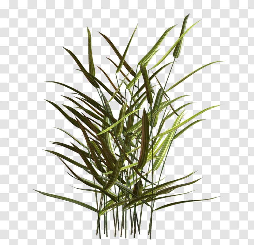 Dracaena Houseplant Plant Stem Flower - Tree Transparent PNG