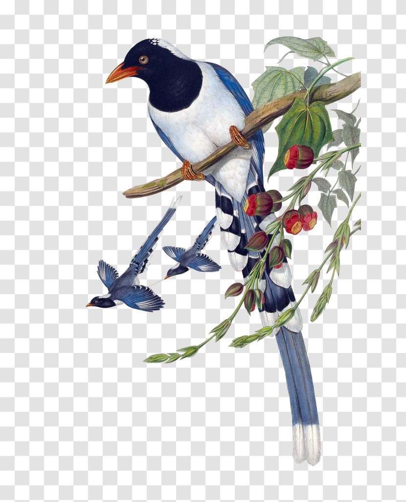 Birds Of Asia Urocissa Large Ground Finch Painting Magpie - Yellowbilled - Retro Flowers Transparent PNG
