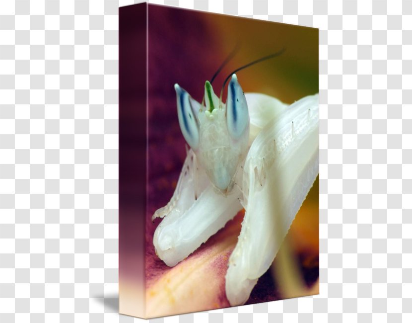 Insect Orchid Mantis Orchids Flower - Praying Transparent PNG