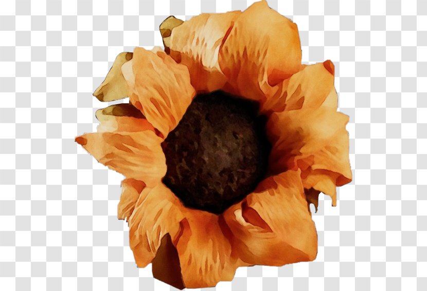 Orange - Plant - Poppy Family Cut Flowers Transparent PNG