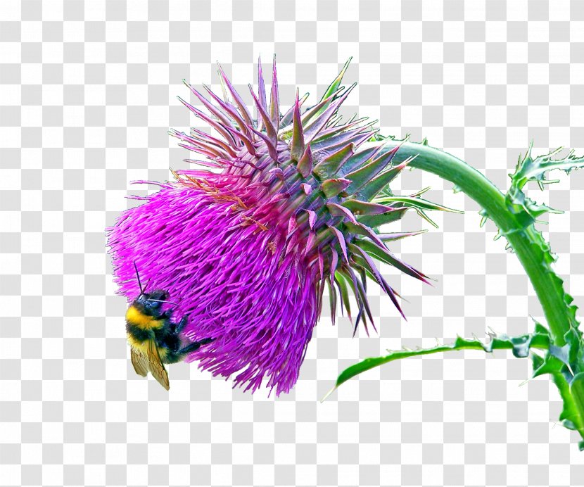 Milk Thistle Carduus Nutans Plant Flower - Thorns Spines And Prickles Transparent PNG