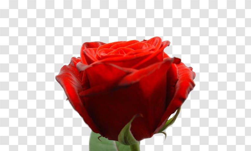 Garden Roses Cabbage Rose Red Floribunda Cut Flowers - Flower - Valentine's Day Transparent PNG