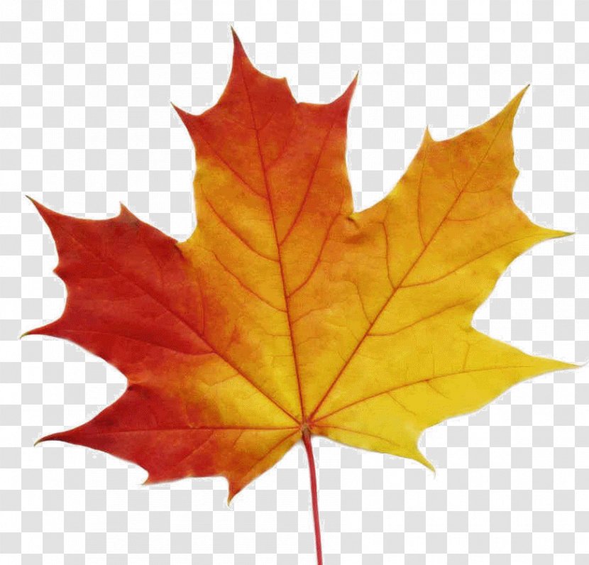 Sugar Maple Leaf Stock Photography Clip Art - Fotosearch Transparent PNG