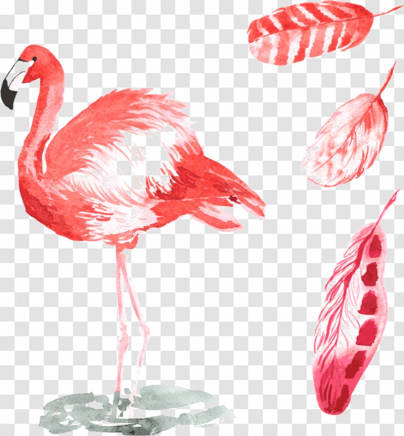 Bird Common Ostrich Flamingos Illustration - Vector Transparent PNG