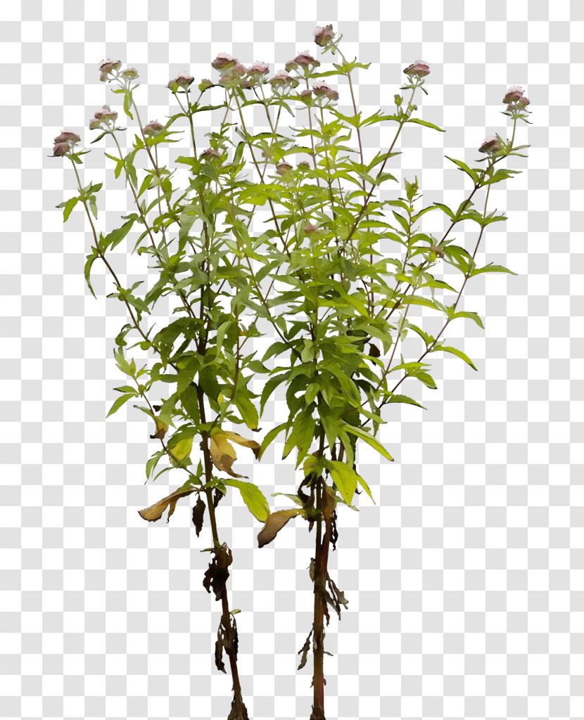 Plant Stem Tree Herb Branching Plant Transparent PNG